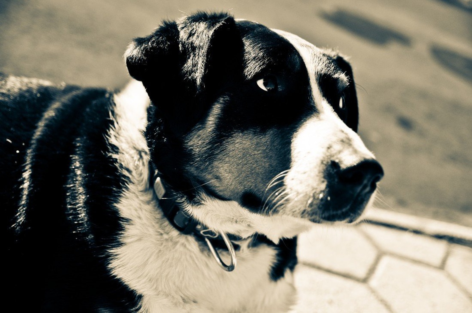 Dog by