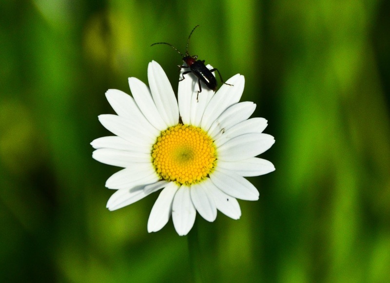 Flower & litle animal by boynikon
