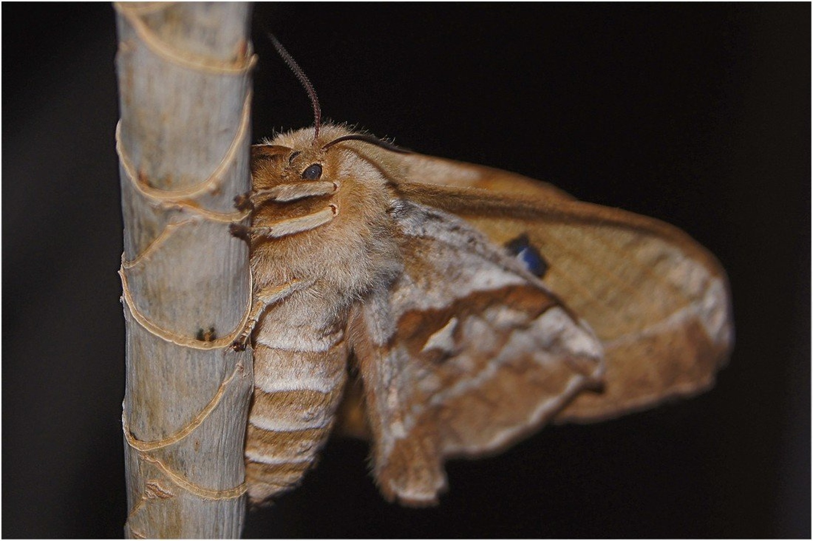 nočni letalec by Peter Turšič