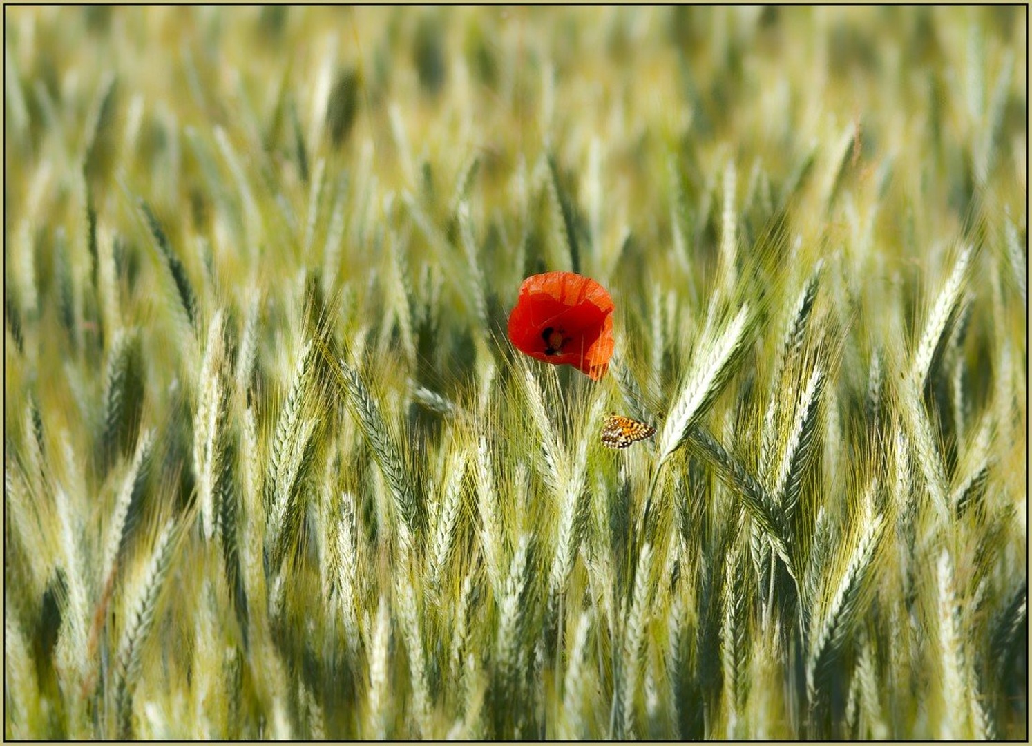 žitno polje by Peter Turšič