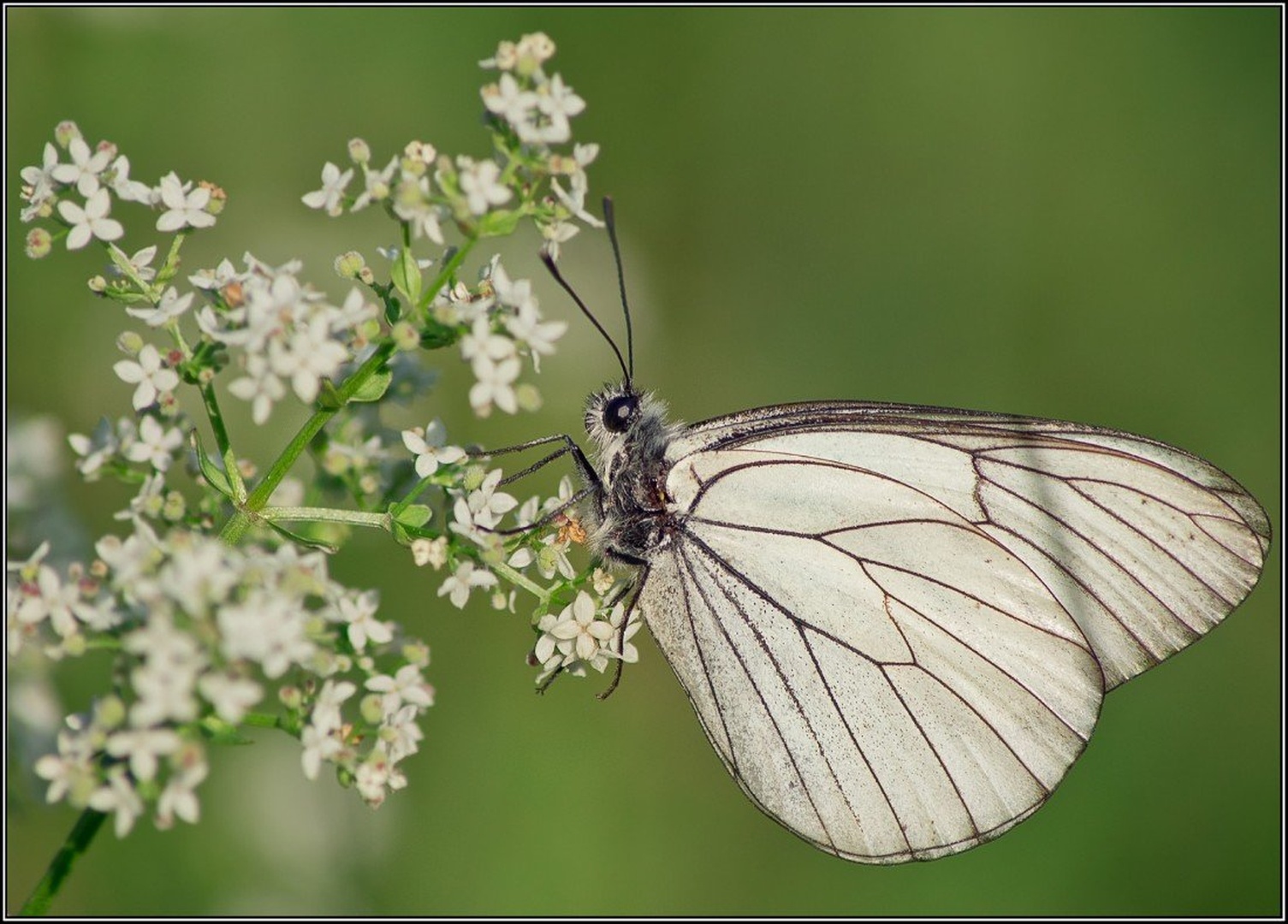 Aporia crataegi by Peter Turšič