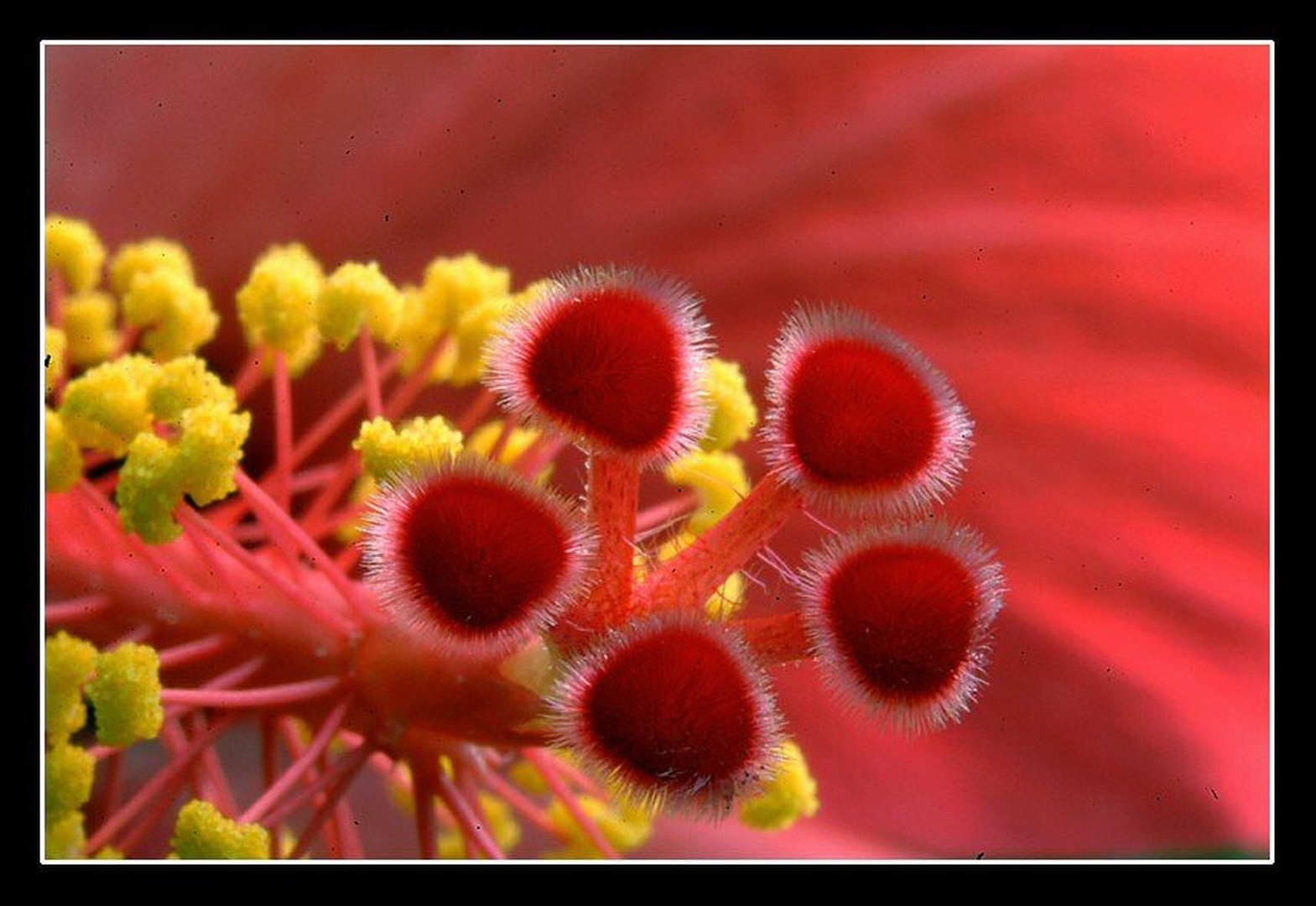 Hibiskusove tipalke :) by