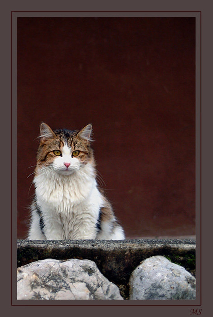 Mijaw... by