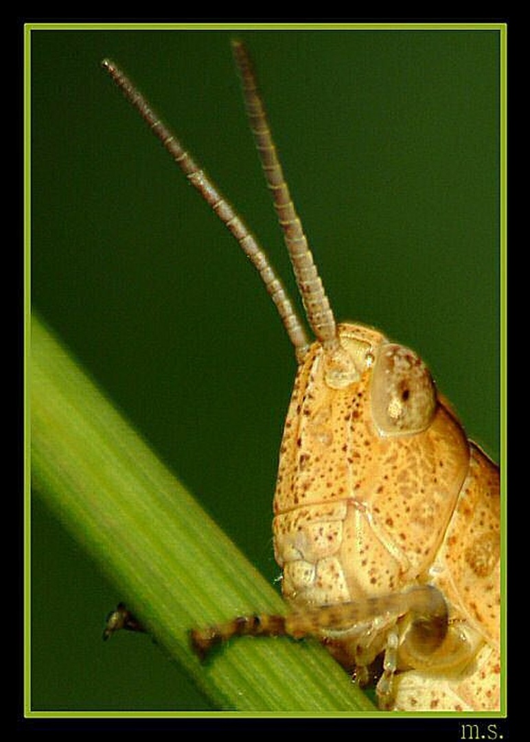 Kobilica by