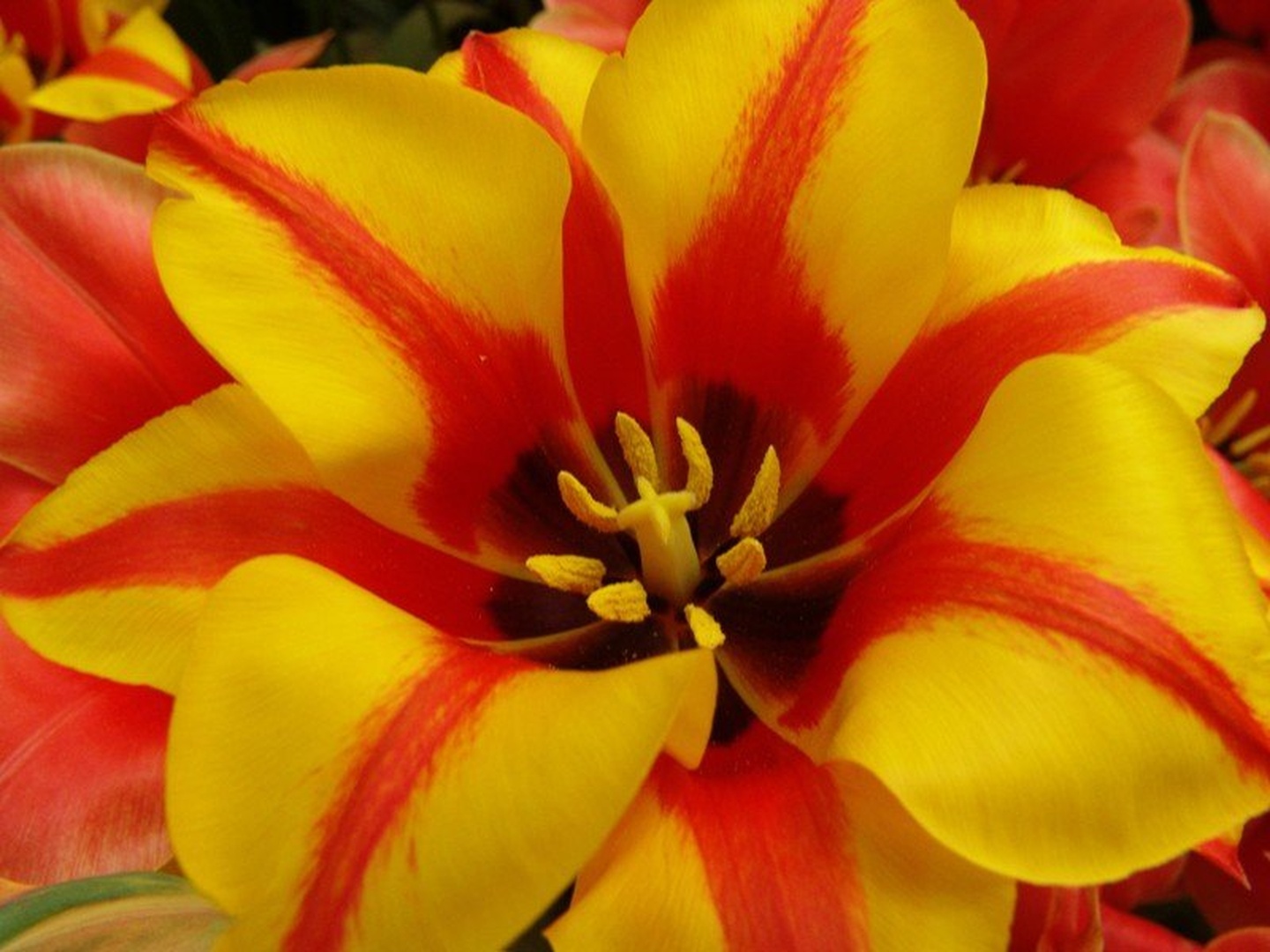 Tulipan by Roman Zupanc