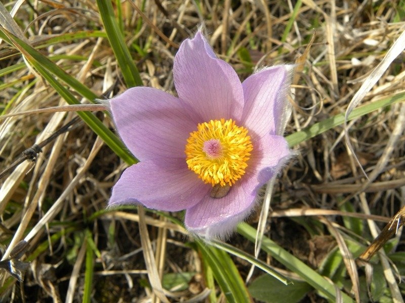 Velikonočnica, Pulsatila grandis by Roman Zupanc