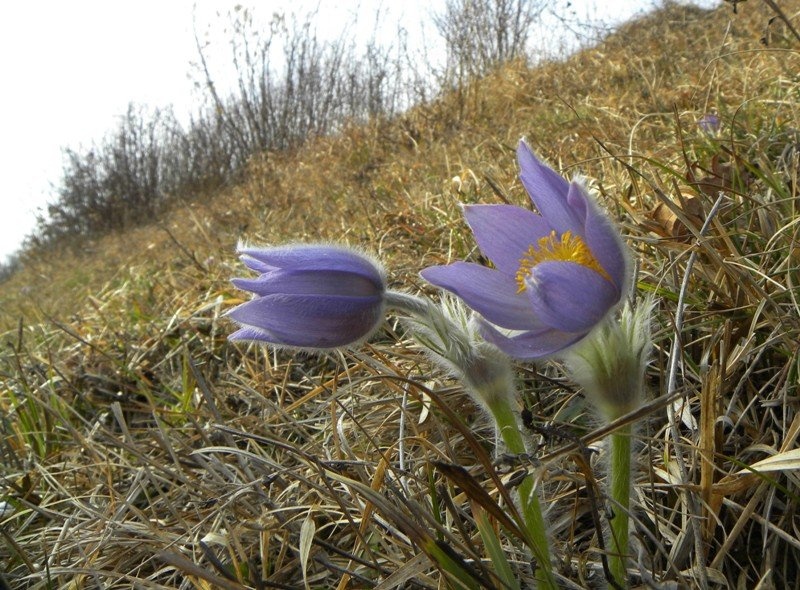 Velikonočnica, Pulsatila grandis by Roman Zupanc