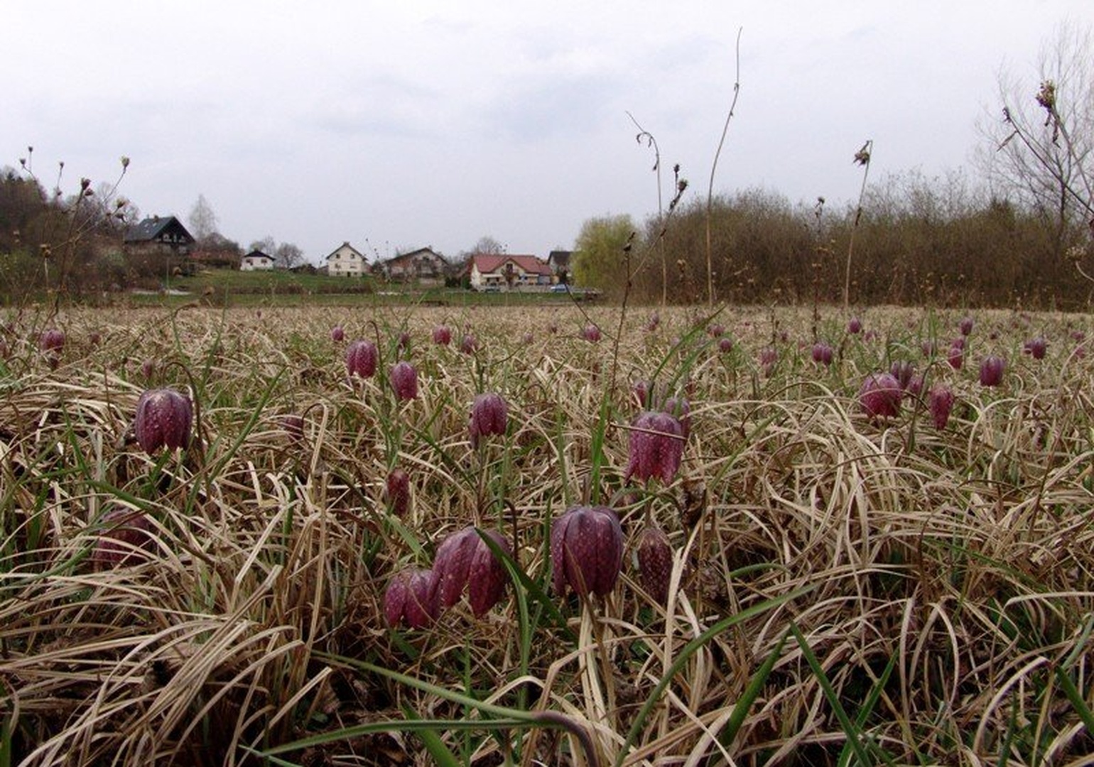 Močvirski tulipani na barju. by Roman Zupanc