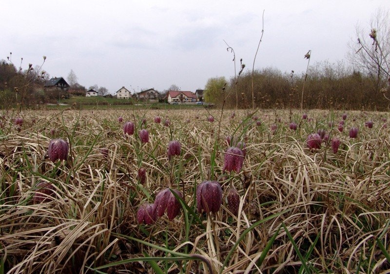 Močvirski tulipani na barju. by Roman Zupanc