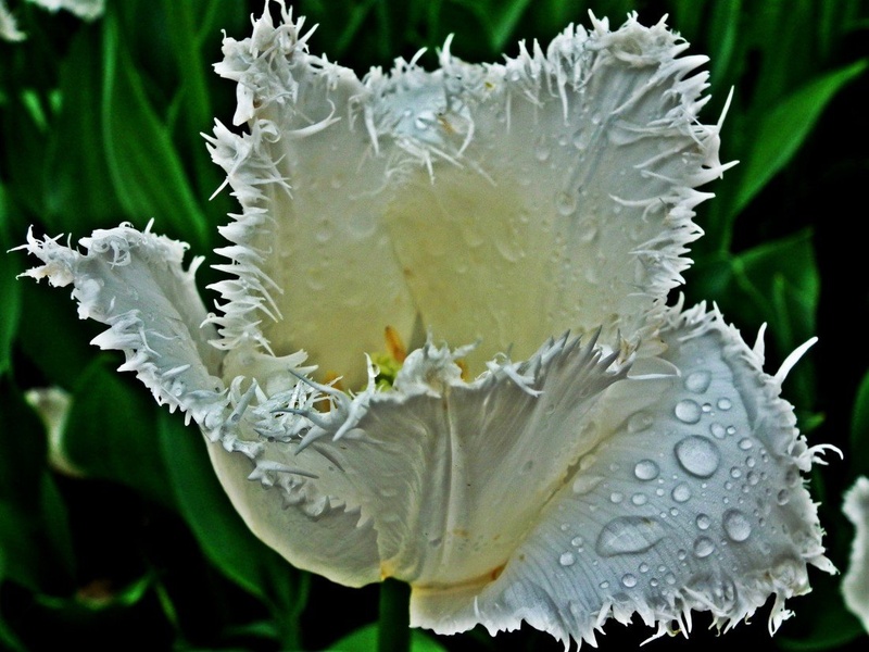 tulipan by Liiniiu