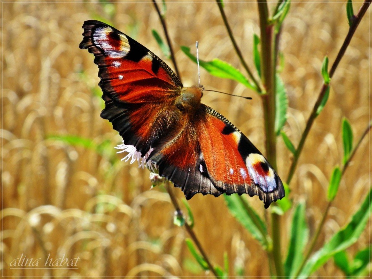 metujl:] by