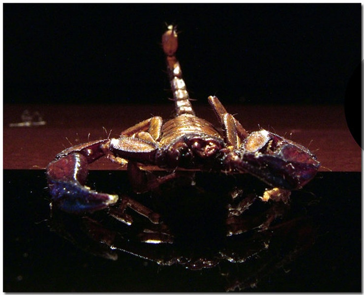 Scorpion by panceta