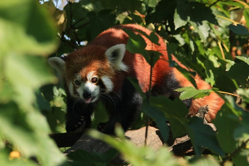 Rdeča panda by Anže Polovšak