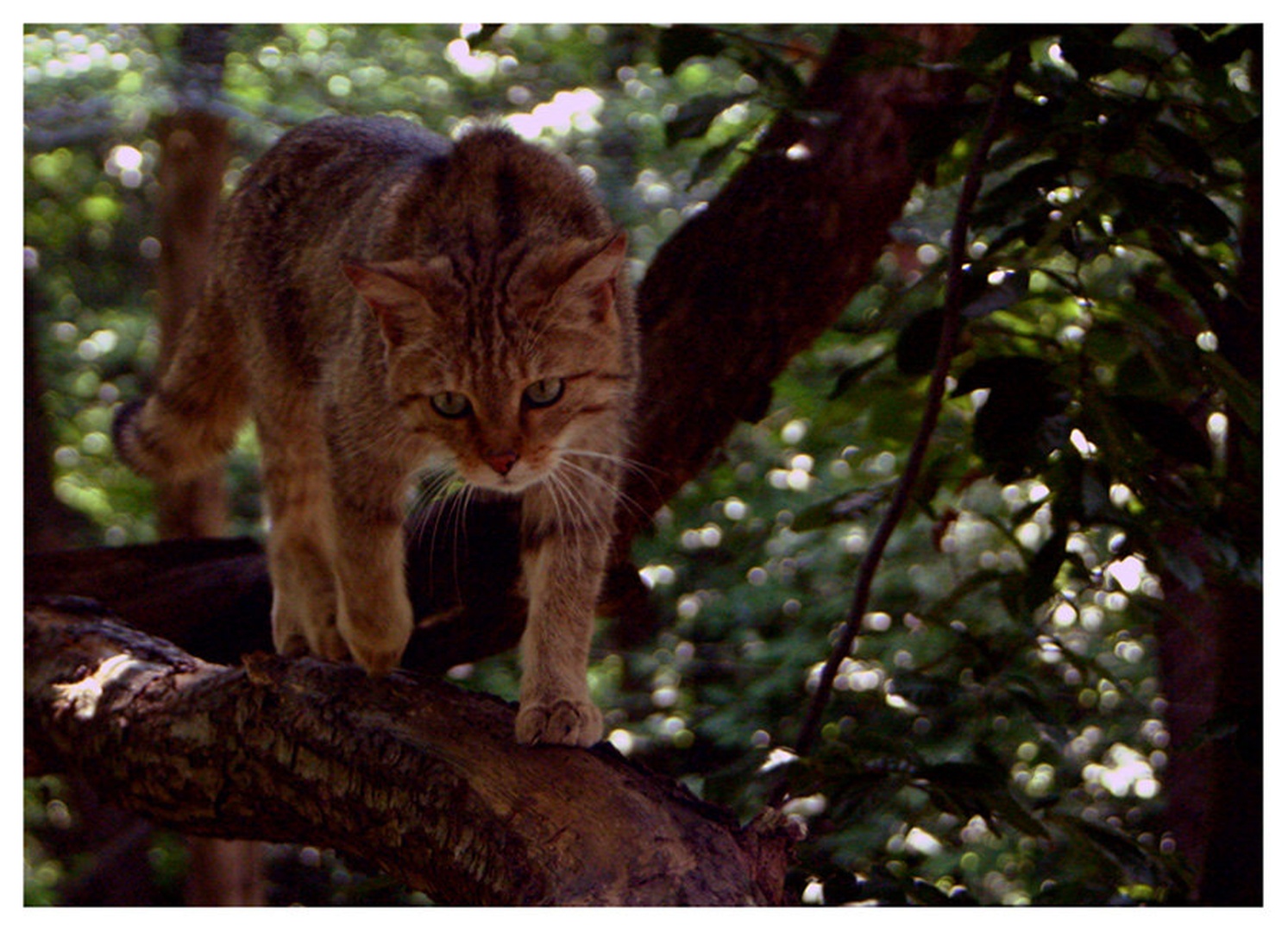 WildCat by Miha Skulj
