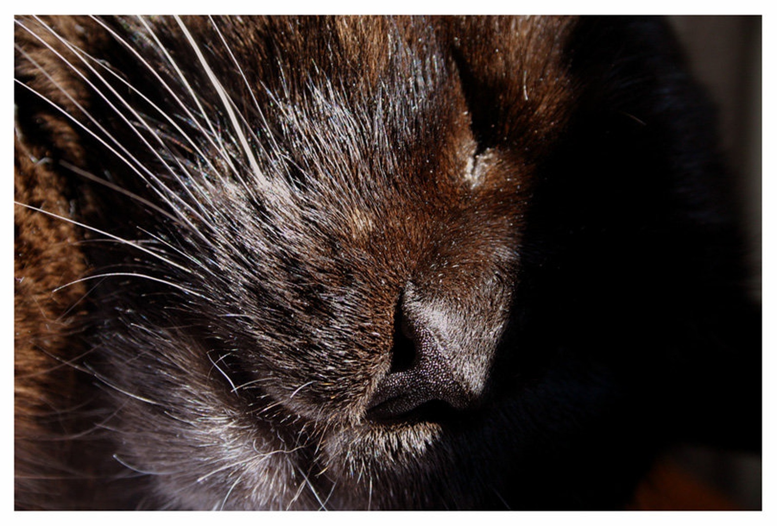 How the Black Panther Sleeps by Miha Skulj
