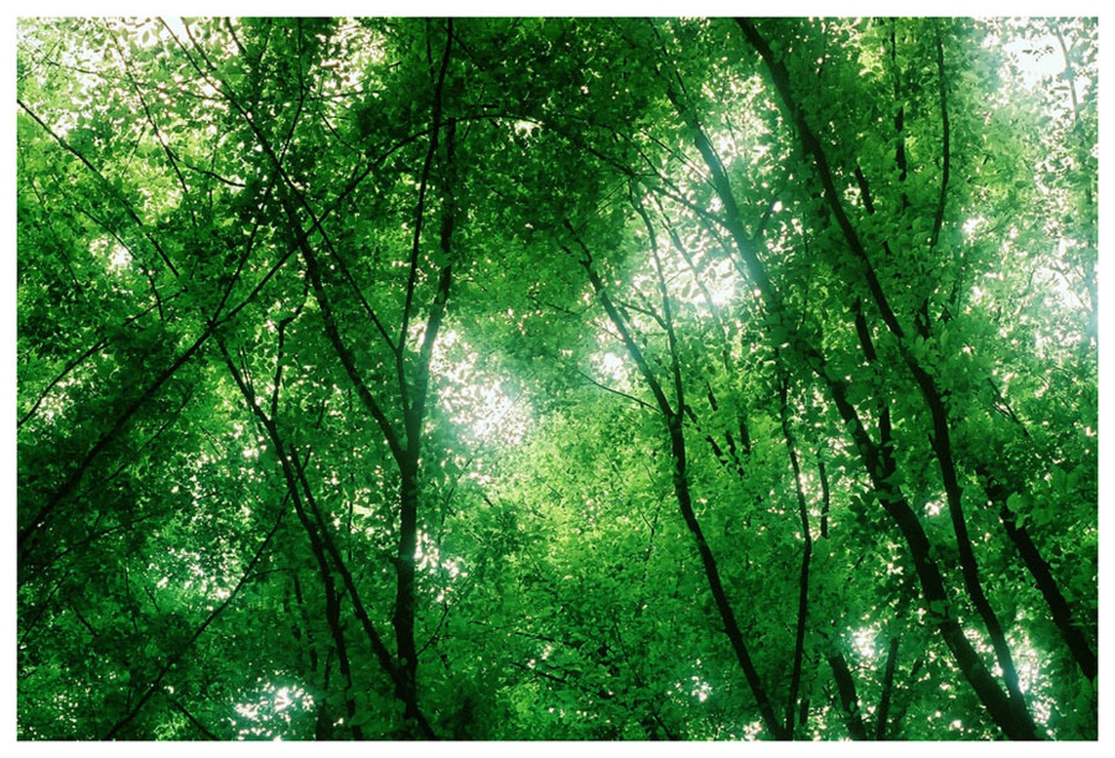 A Touch of Nature by Miha Skulj