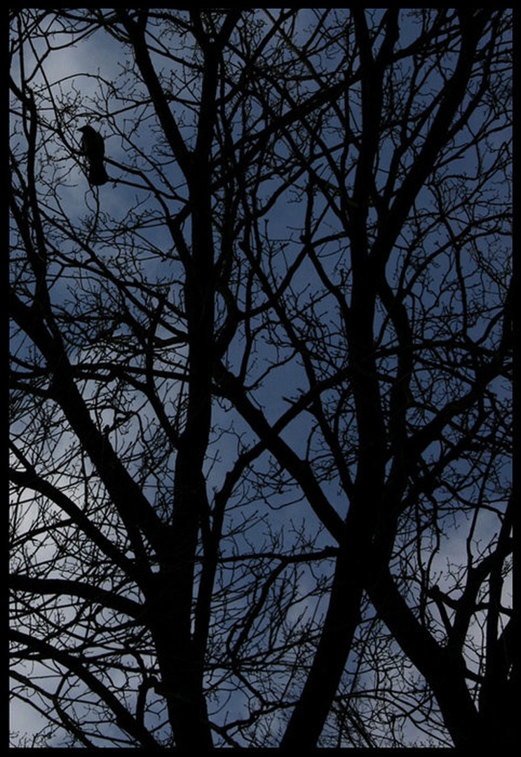 The Crow by Miha Skulj