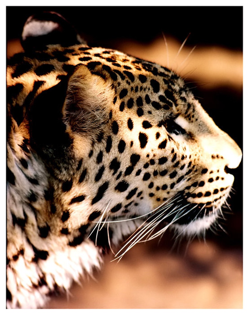 panter by Miha Skulj