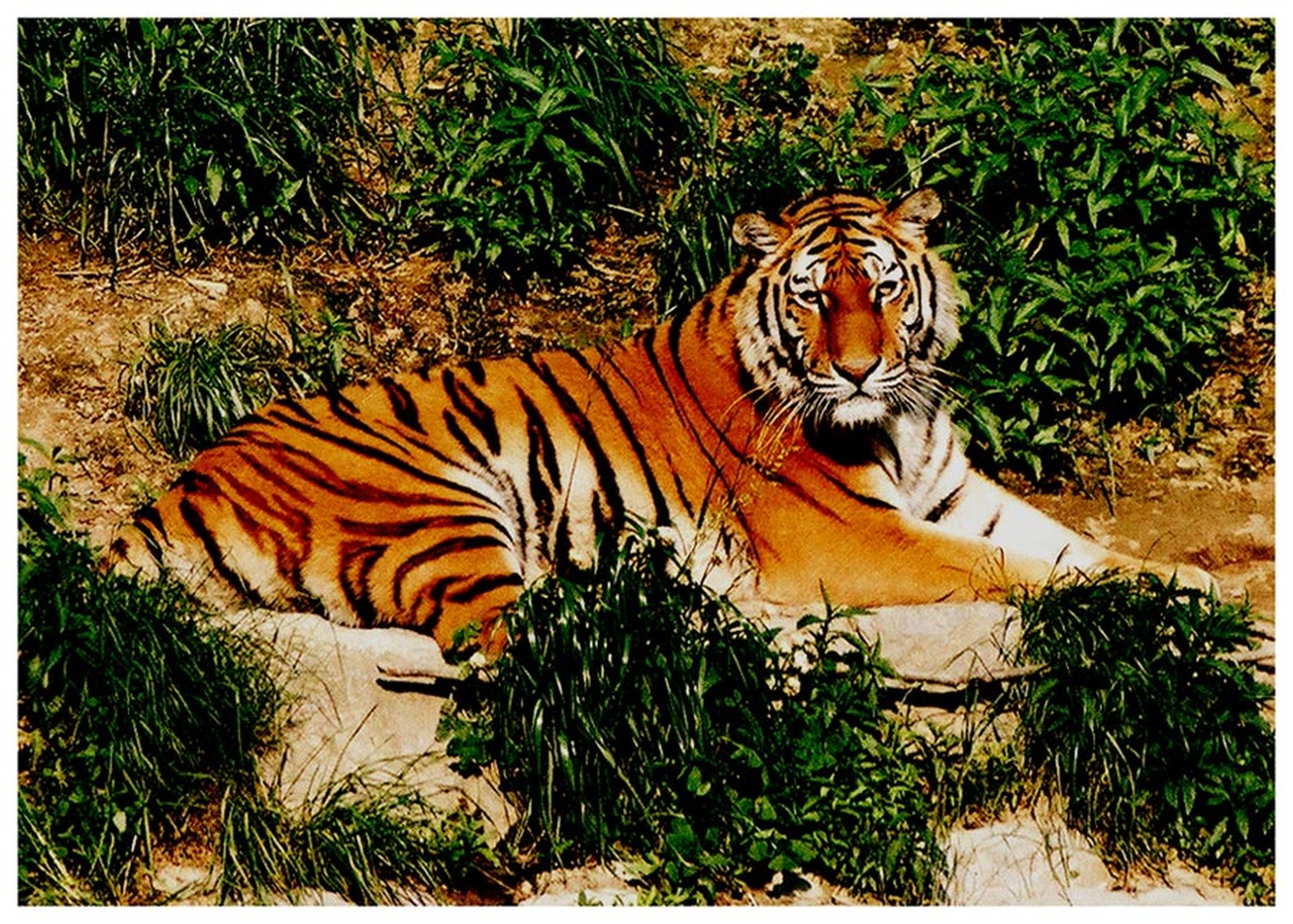 panthera tigris altaica by Miha Skulj