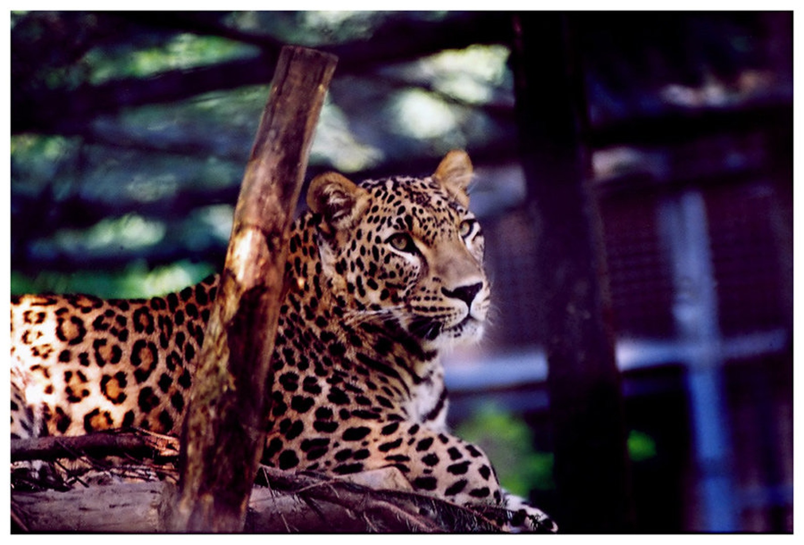 panthera pardus saxicolor by Miha Skulj