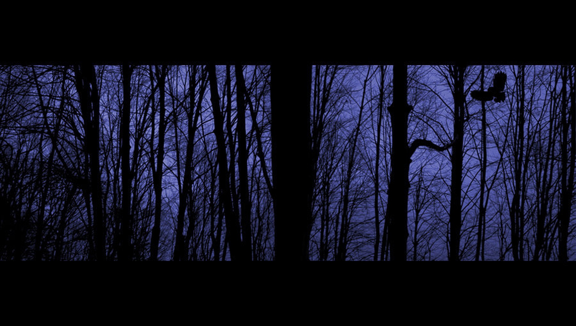 sleeping in the forrest by Miha Skulj