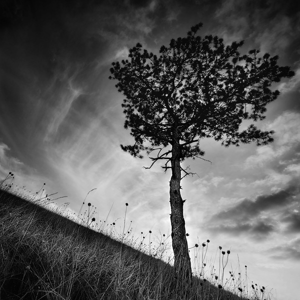 Freaking in the presence of a pine tree by dAhlila