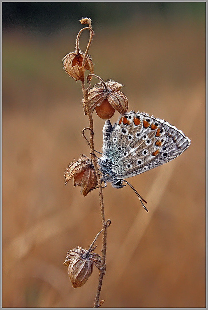 Kraški argus by Simon Kovačič