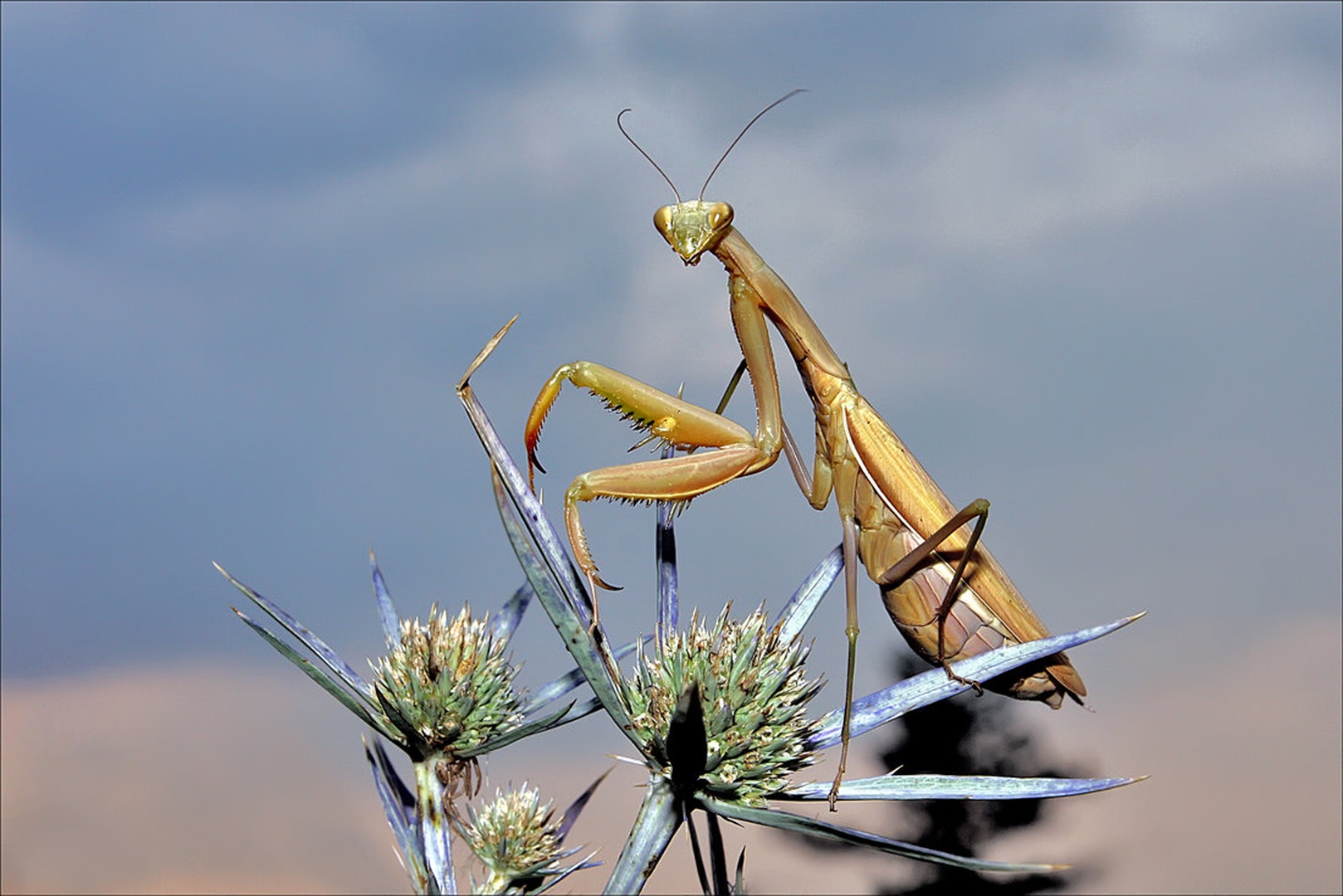 Mantis by Simon Kovačič