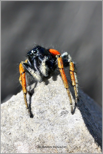 Philaeus chrysops by Simon Kovačič