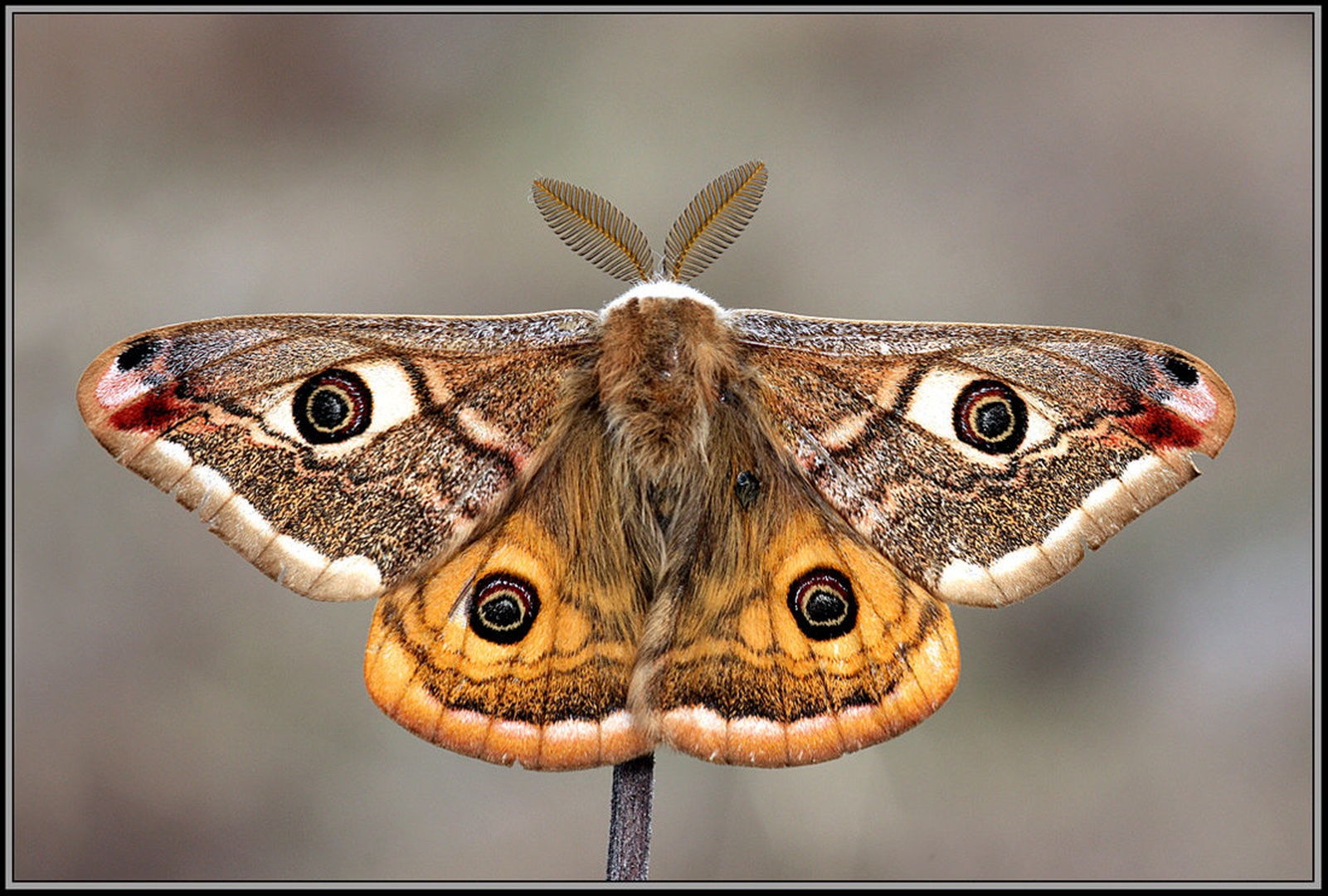 Mali nočni pavlinček (Saturnia pavonella) by Simon Kovačič