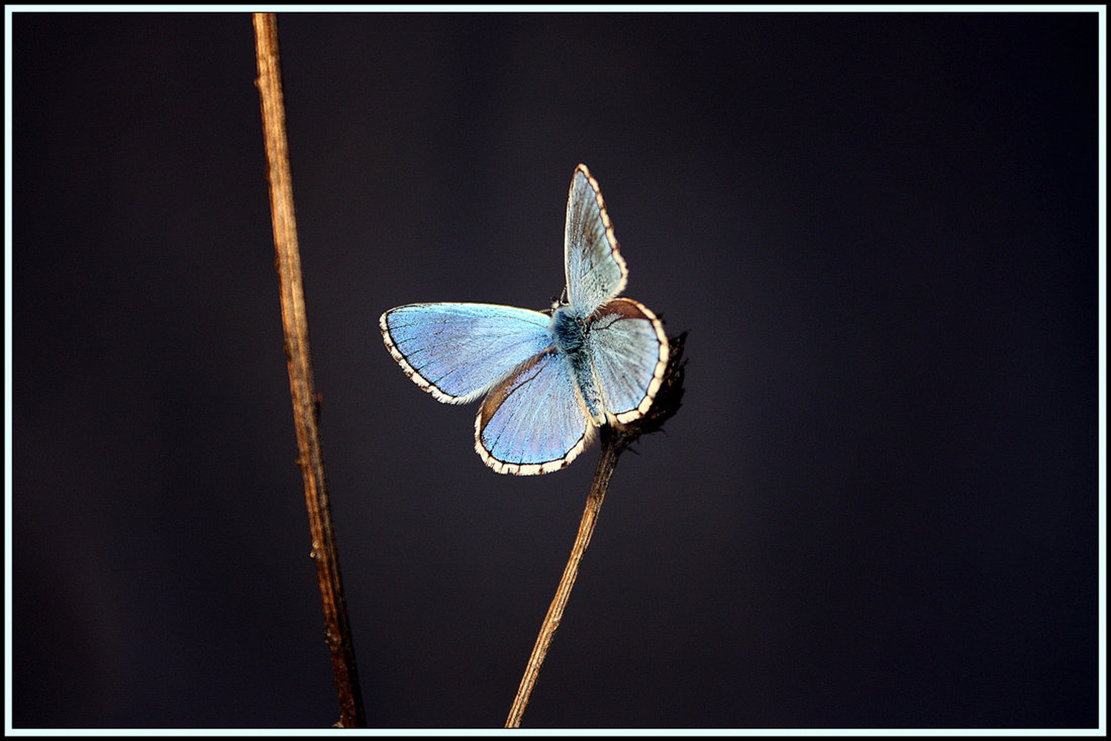 Lepi argus by Simon Kovačič