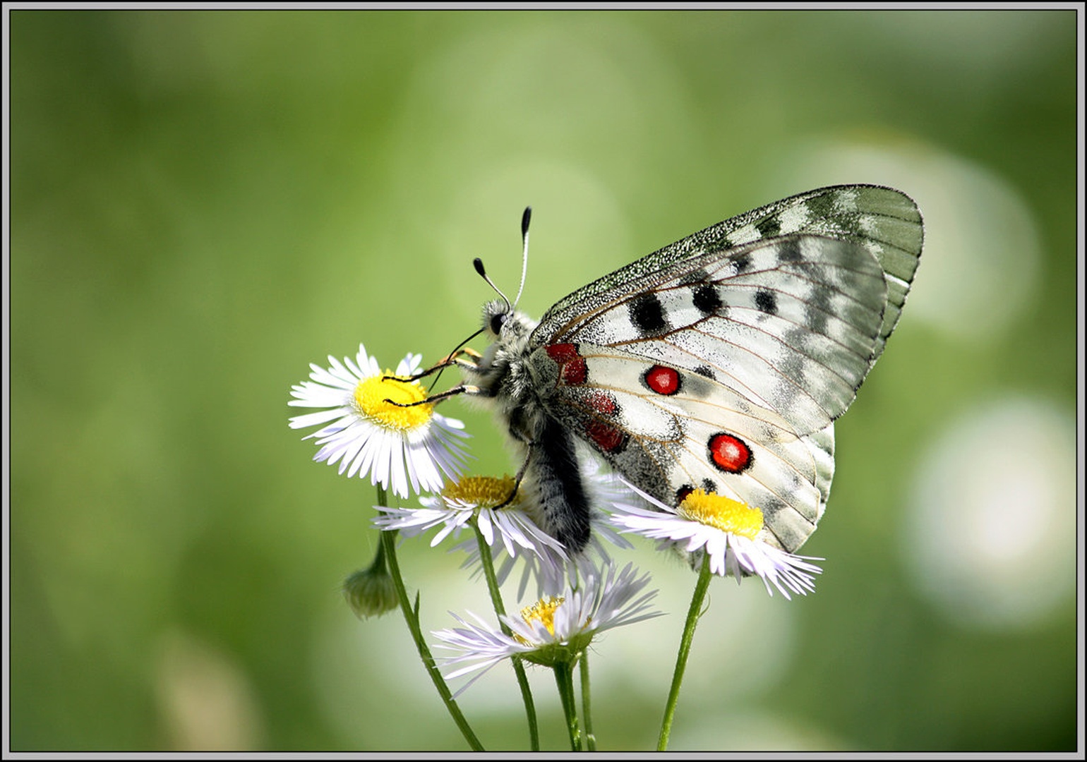 Parnassius apollo by Simon Kovačič