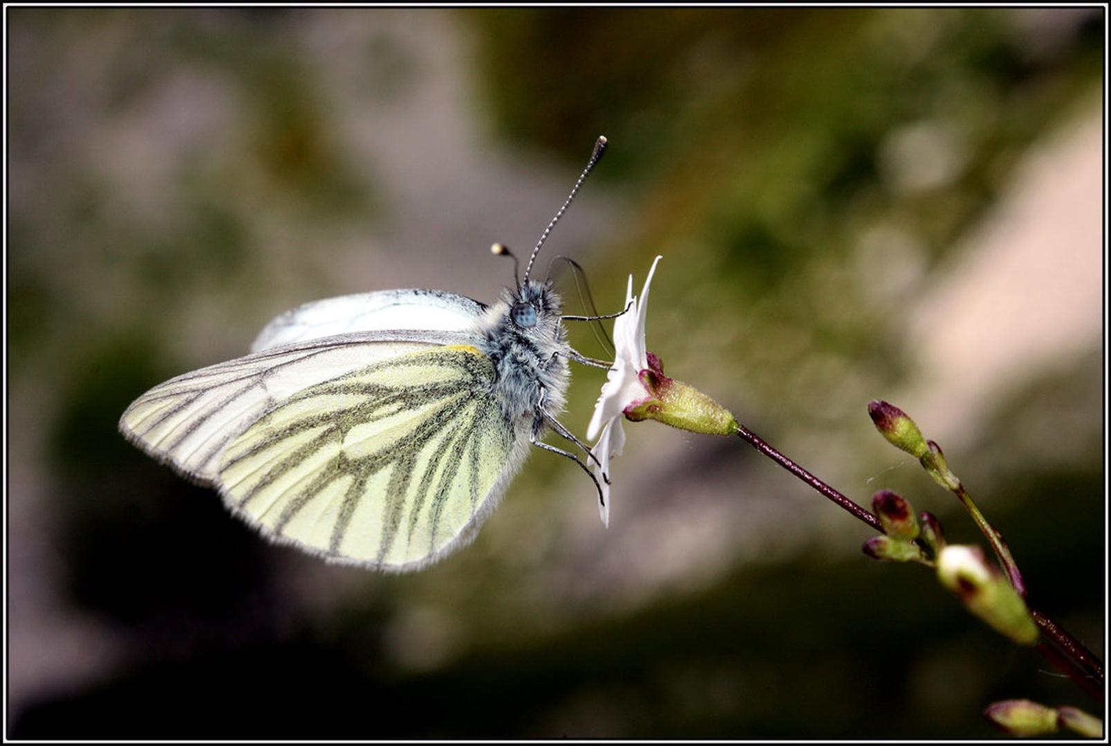 Pieris napi by Simon Kovačič