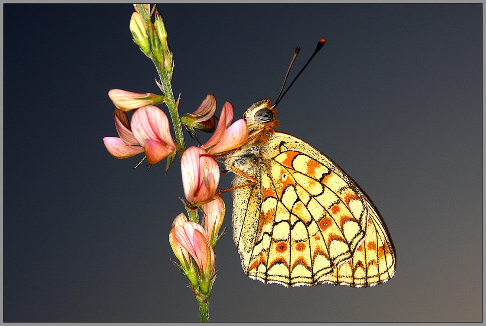 Temni bisernik (Argynnis niobe) f. eris by Simon Kovačič