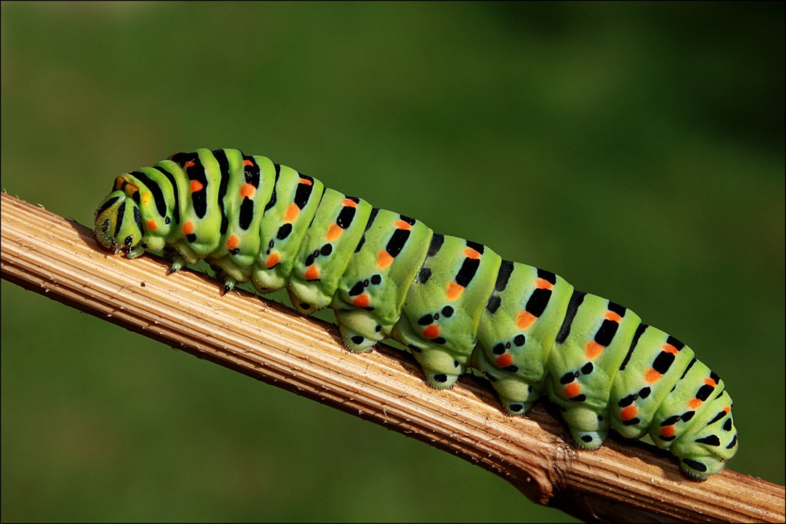Gosenica Papilio machaon by Simon Kovačič