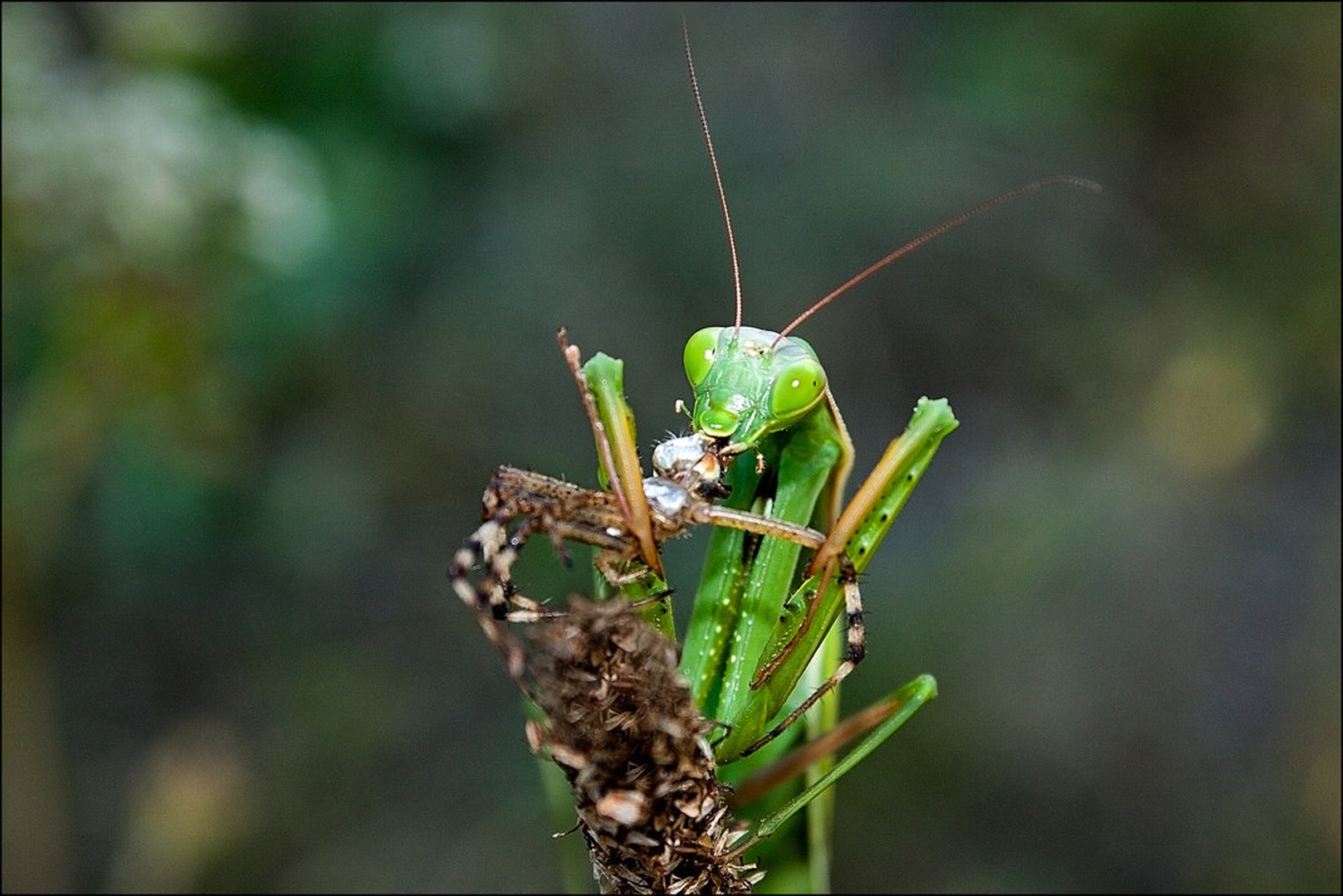 Mantis religiosa by Simon Kovačič