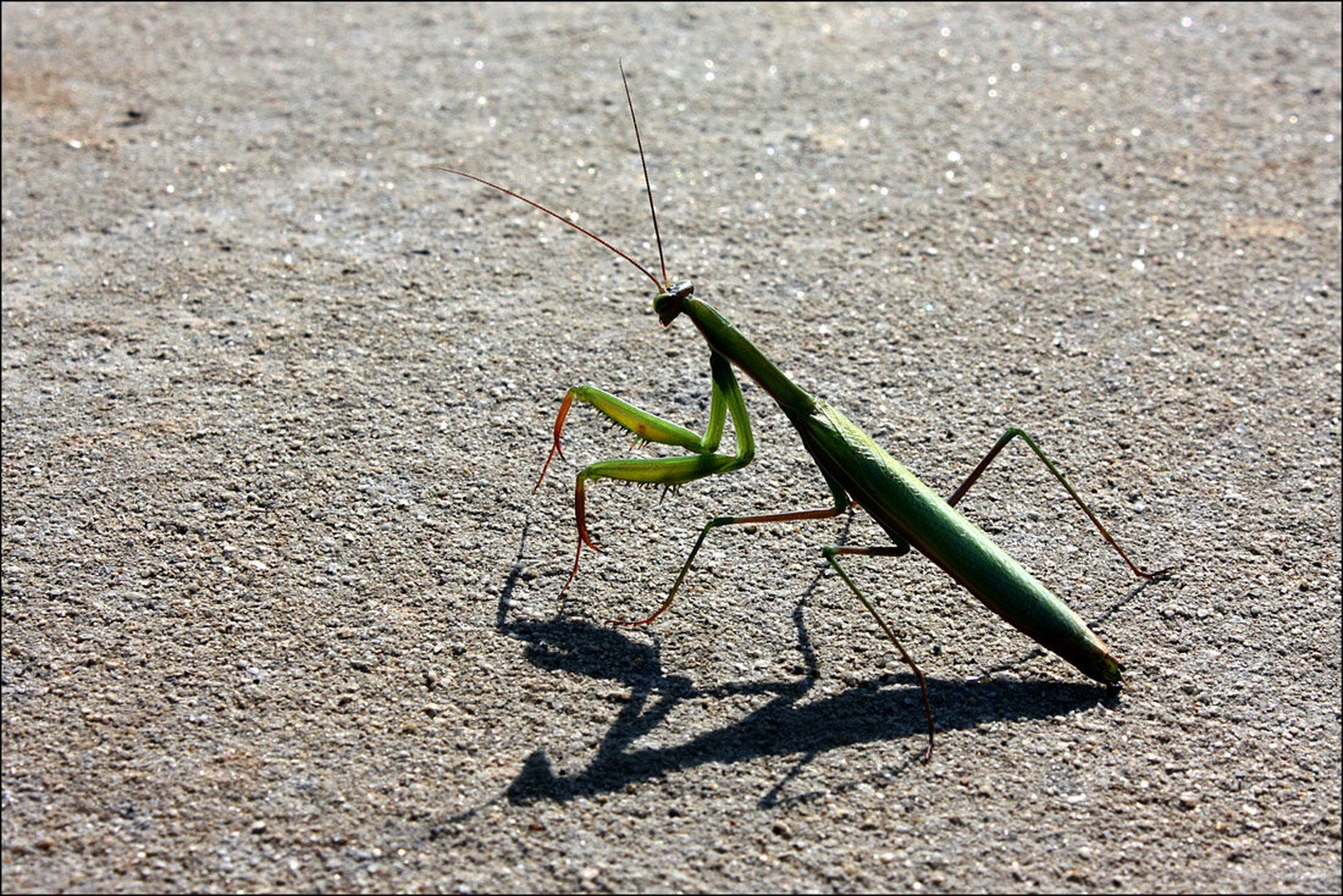 Mantis religiosa by Simon Kovačič