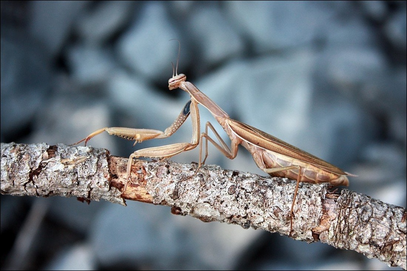 Mantis religiosa 2 by Simon Kovačič