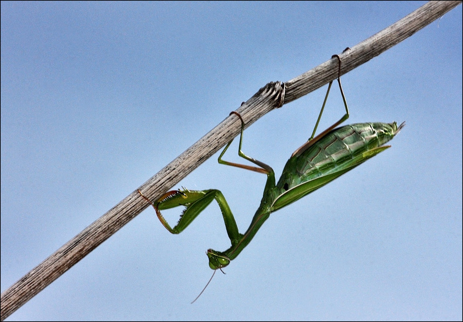 Mantis religiosa 3 by Simon Kovačič