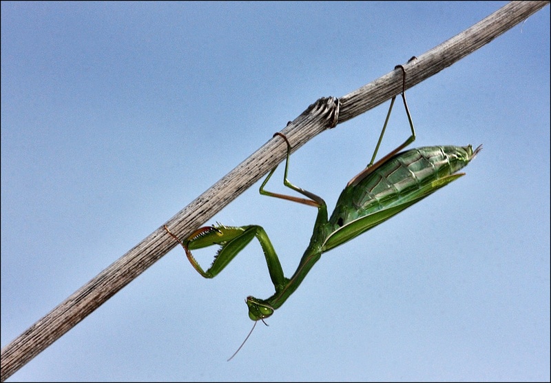 Mantis religiosa 3 by Simon Kovačič