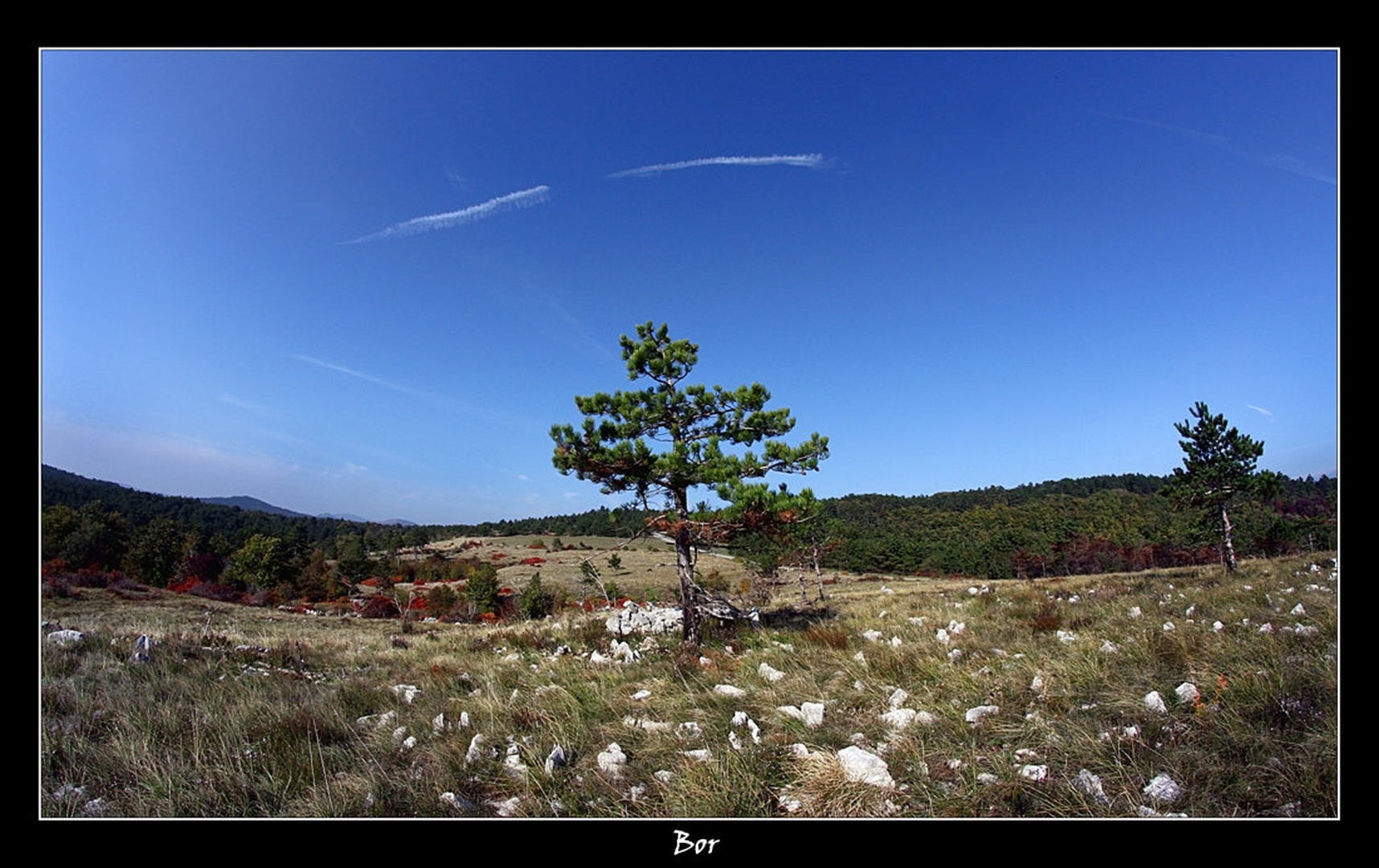 Bor by Simon Kovačič