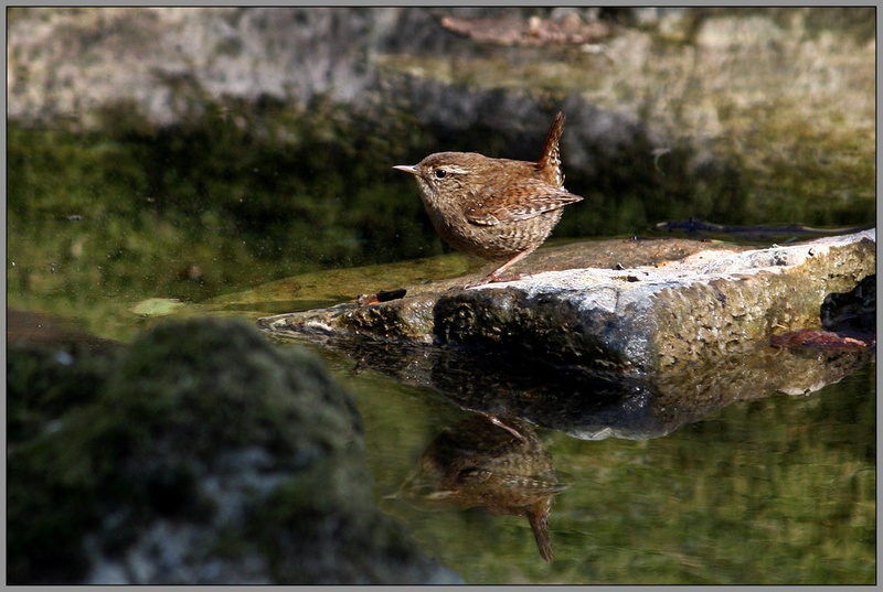 Stržek (Troglodytes troglodytes) by Simon Kovačič
