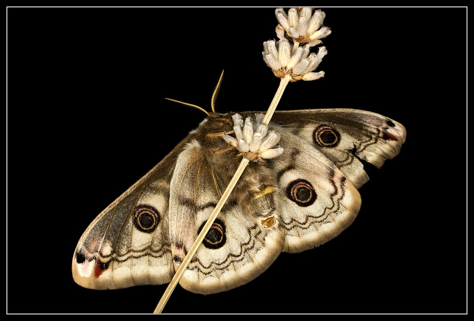 Saturnia pavonia by Simon Kovačič