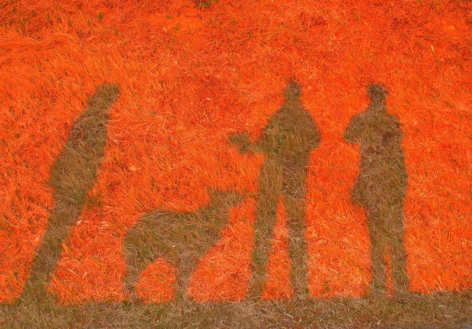 Sence by Zdenka Š.