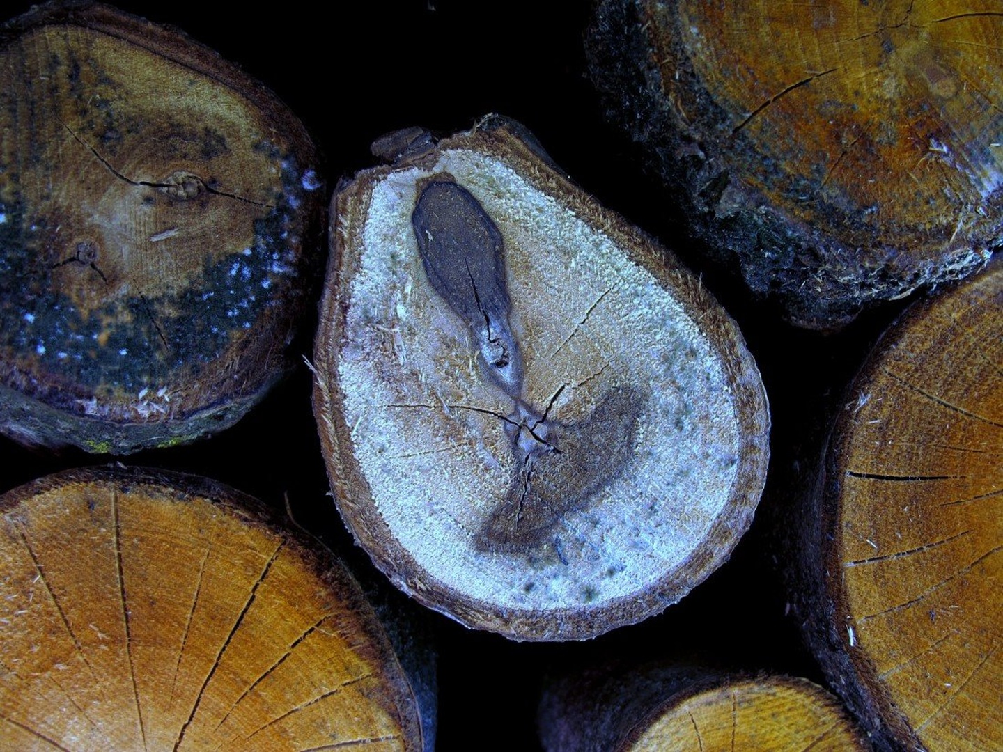Krogi by Zdenka Š.