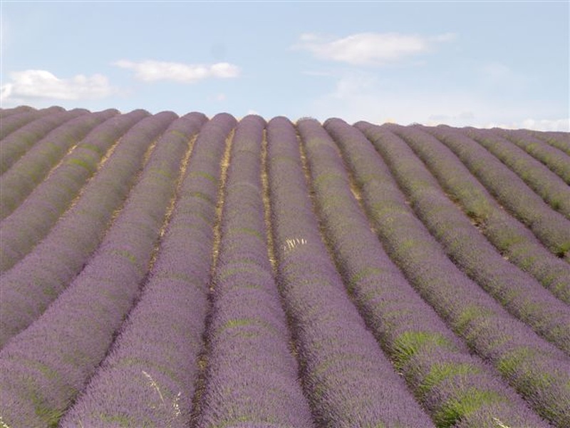Provansalska lavanda by TaubiSlo