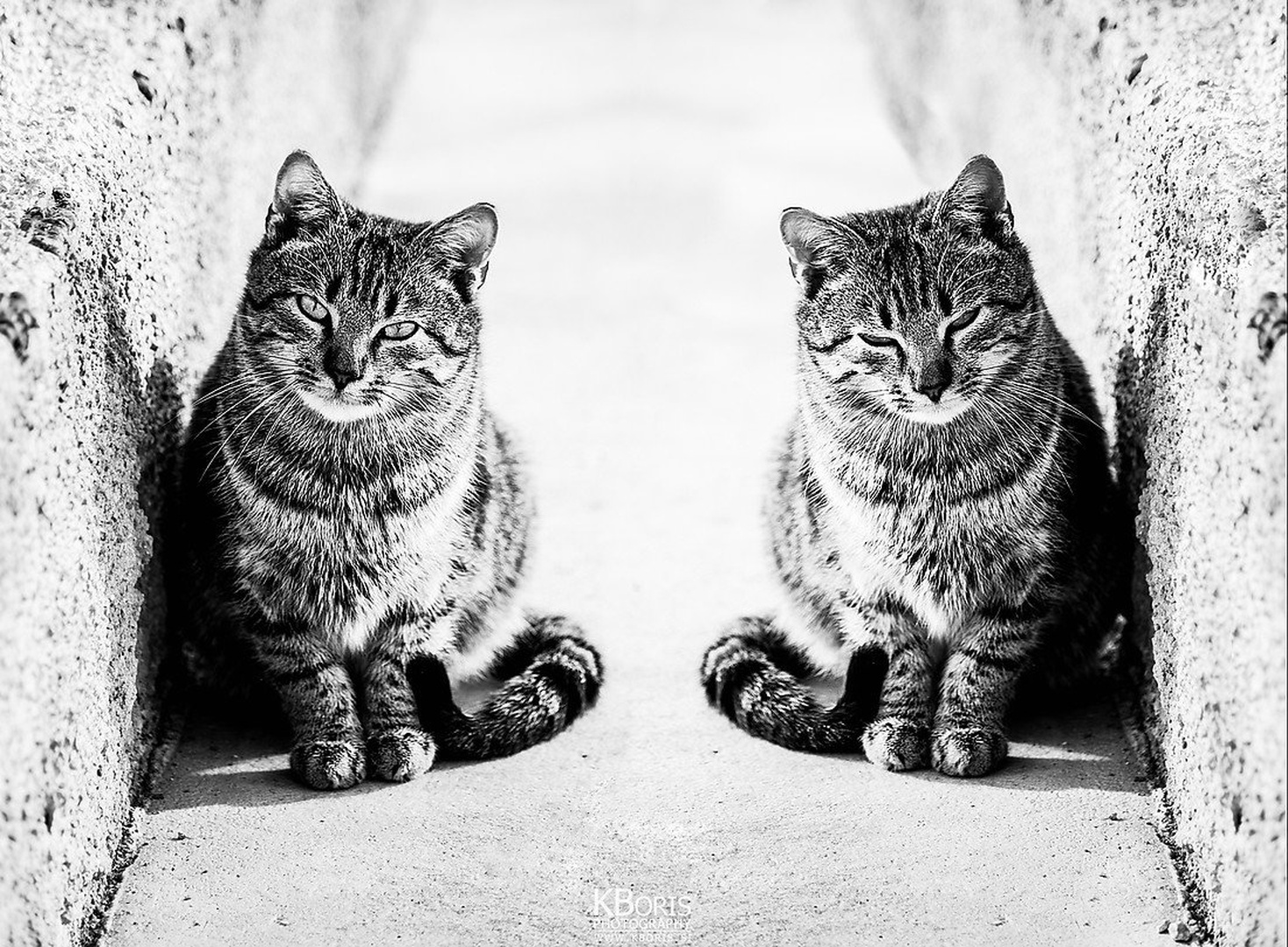 Muc & Mac by Boris K