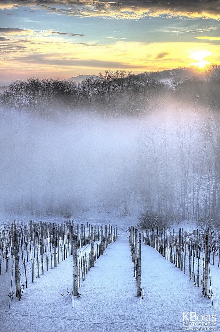Winter Vineyard by Boris K