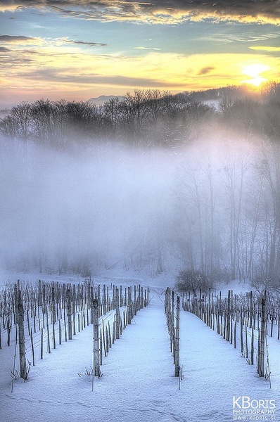 Winter Vineyard by Boris K