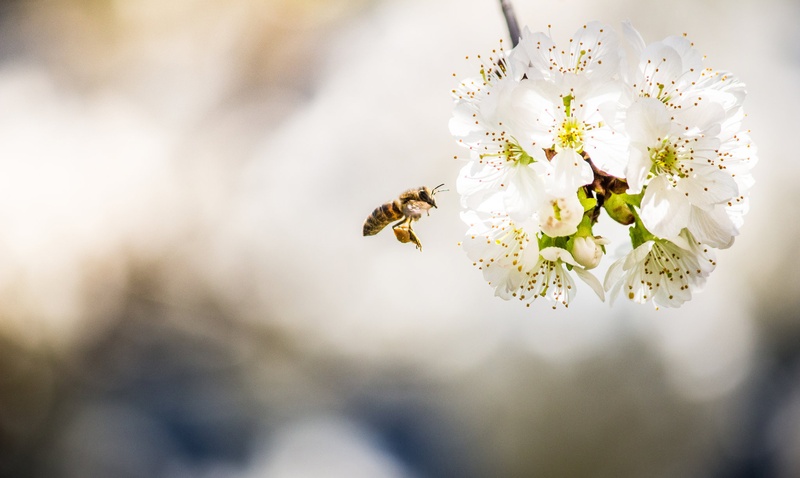 Honey Bee by Boris K